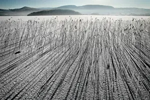 Phragmites: Reeds, Sedge