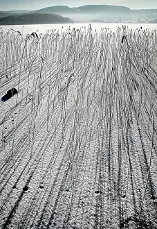 Phragmites: Reeds, Sedge