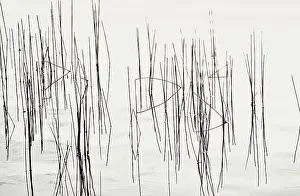 Weak: Reeds