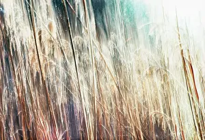 Weak: Reeds