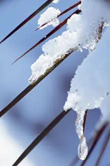Phragmites: Reeds