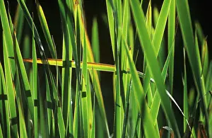 Phragmites: Reeds