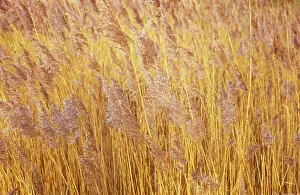 Filtration: Reeds