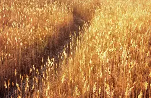 Filtration: Reeds