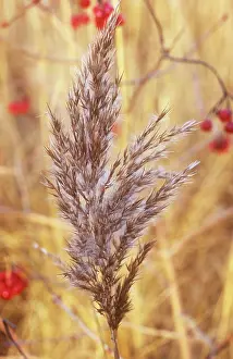 Viburnum: Reeds