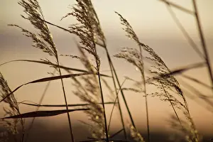 Phragmites: Reeds