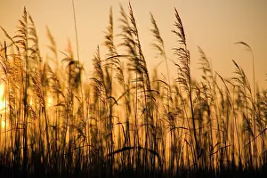 Filtration: Reeds