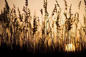 Filtration: Reeds
