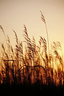 Filtration: Reeds