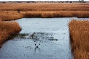 Waterlogged: Reeds