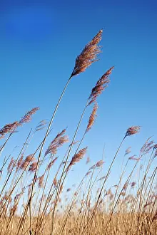Filtration: Reeds