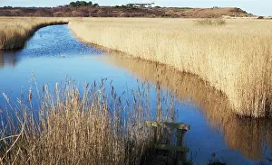 Filtration: Reeds