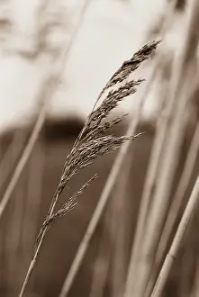 Phragmites: Reeds