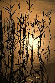 Sympathy: Reeds
