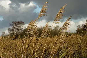 Issues: Reeds