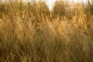 Crazy: Reeds