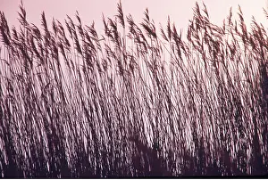 Ian Beames: REEDS - in sunset