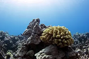 051218: Reef with Antler Coral (Acropora) in shallow waters
