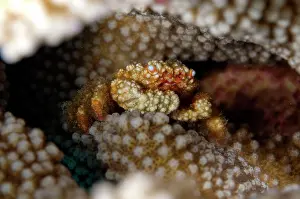 Speciosa: Reef Crab