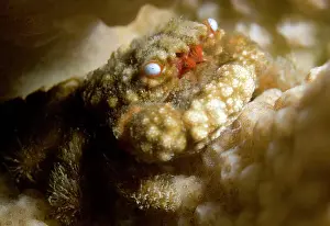 Java: Reef Crab