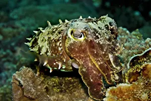 Cuttlefishes: Reef Cuttlefish - cuttlefish have the ability to