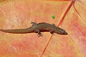 Sphaerodactylus: Reef Gecko