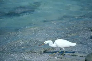 Sacra: Reef Heron