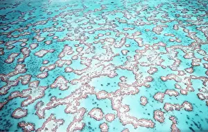 Reefs: REEF LAGOON - Great Barrier Reef, Aerial