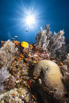 Butterflyfish: Reef life on the edge of the drop of the south boat
