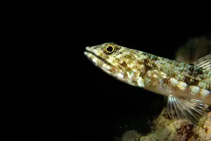 Variegatus: Reef lizardfish