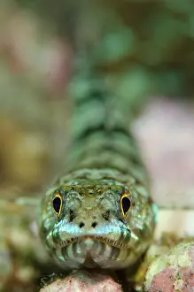 Straits: Reef Lizardfish