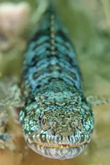 Straits: Reef Lizardfish