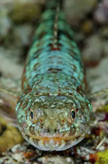 Ampat: Reef Lizardfish