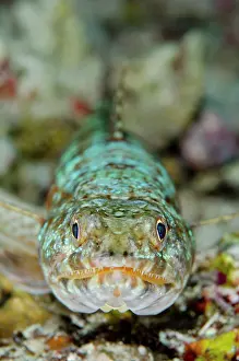 Ampat: Reef Lizardfish