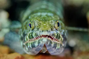 Straits: Reef Lizardfish