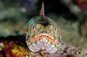 Teeth: Reef Lizardfish