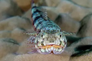 Teeth: Reef Lizardfish