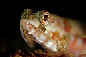 Variegatus: Reef Lizardfish - on black sand