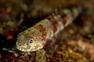 Variegatus: Reef Lizardfish - on black sand
