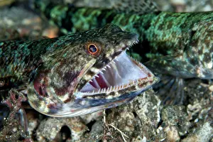 Variegatus: Reef Lizardfish - opening mouth