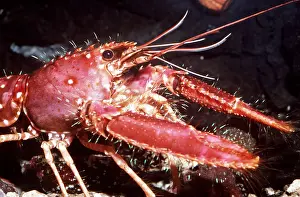 Lobster: REEF LOBSTER