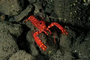 Lobster: reef lobster - Madeira Island Portugal Atlantic Ocean