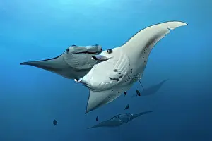 Skirt: Reef manta ray (Manta alfredi) four, swimming to