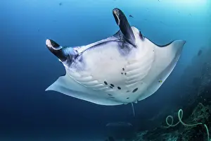 Mobula: Reef Manta Ray (Manta alfredi) Komodo National Park