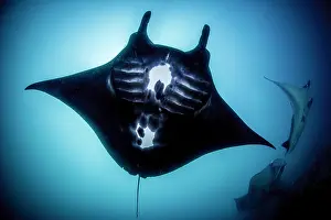 Mobula: Reef Manta Ray (Manta alfredi) Komodo National Park
