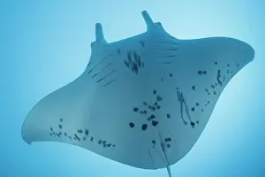 Vent: Reef manta ray (Mobula alfredi) in the blue, Tahiti