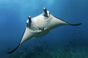 Indonesian: Reef manta ray (Mobula alfredi), frontal, from front