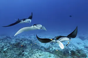 Cairn: Three reef manta rays (Mobula alfredi)