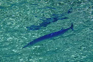Weda: Reef Needlefish near surface - Pasir Tidore dive