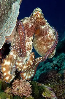 Cyanea: Reef Octopus